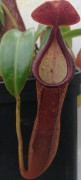 Nepenthes sumagaya M